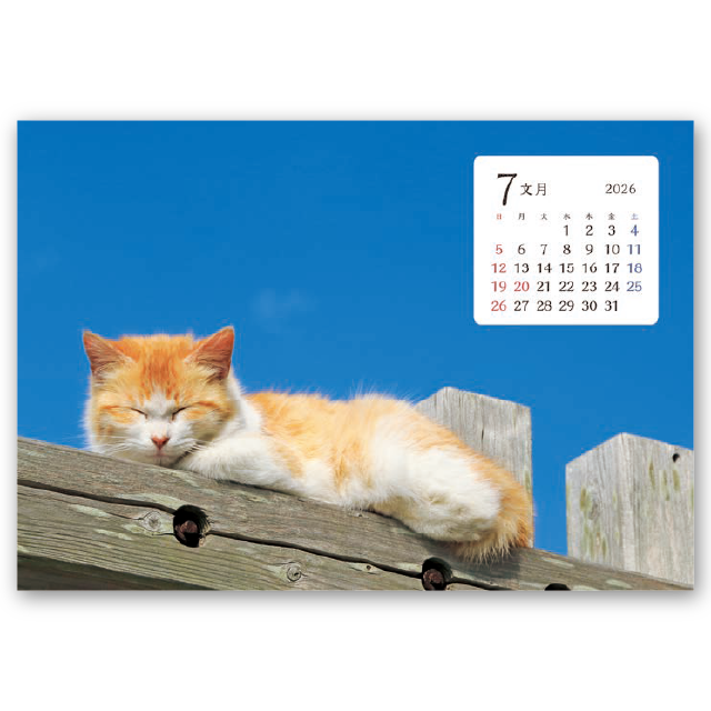 卓上猫さんぽ〔ワイド〕｜大広カレンダー