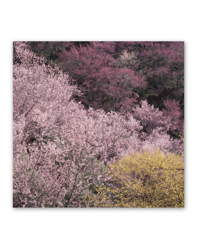 ふるさとの四季―前田真三写真集 (1974年) | 前田 真三 |本