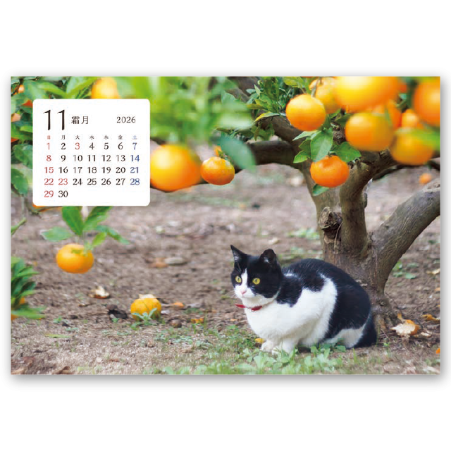 卓上猫さんぽ〔ワイド〕｜大広カレンダー