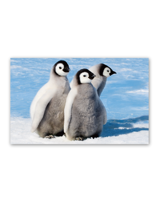 かわいい動物たち｜大広カレンダー